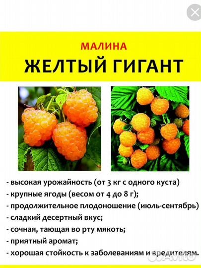 Малина Гусар, Карамелька, Полка, Бригантина