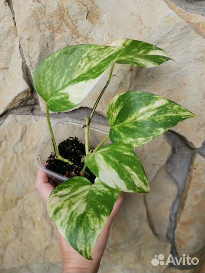 Комнатные растения