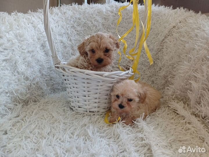 Мальтипу мини F1 мальчик