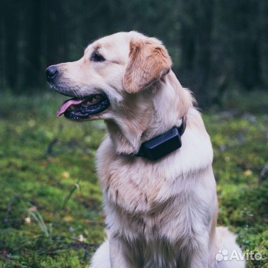 Электронный ошейник для собак
