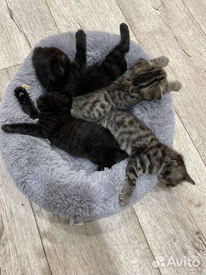 Шотландские котята