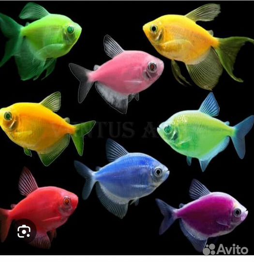 Аквариумные рыбки и растения