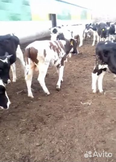 Бычки для откорма