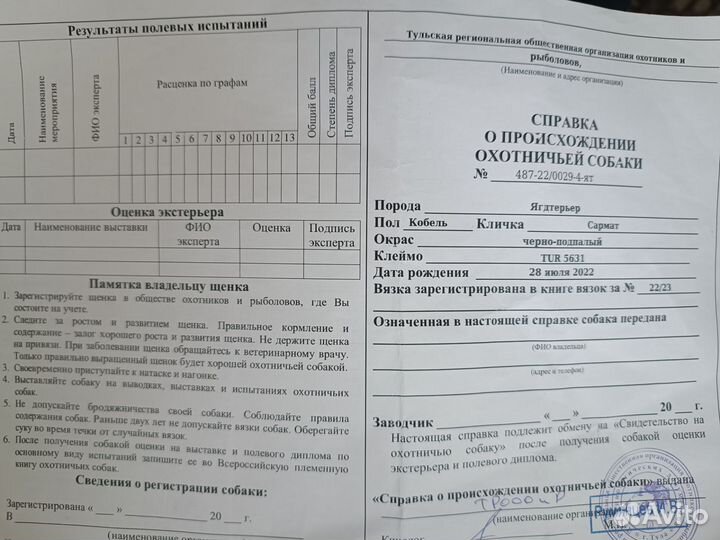 Вязка ягдтерьера