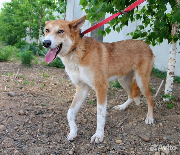 Амира рыжее солнышко