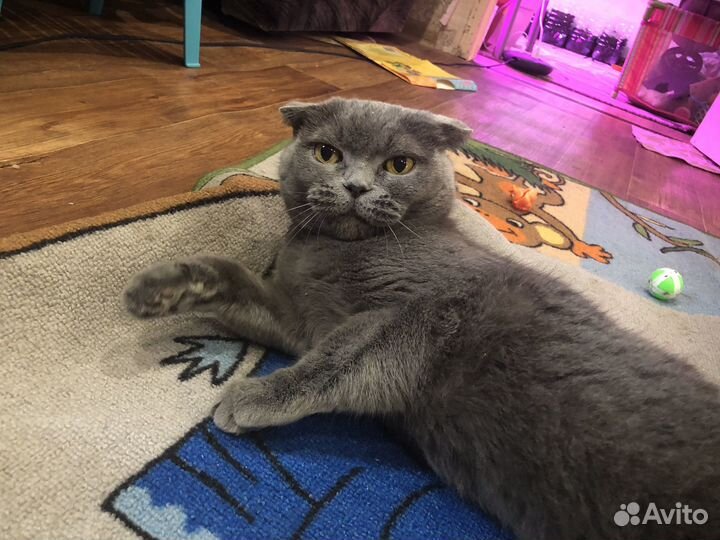 Кошка британка