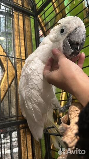 Попугай Какаду