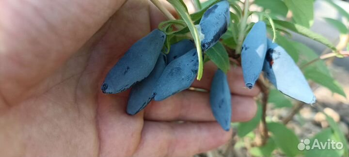 Саженцы жимолости