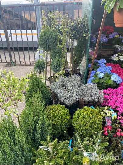 Ива хакуро нишики на штамбе