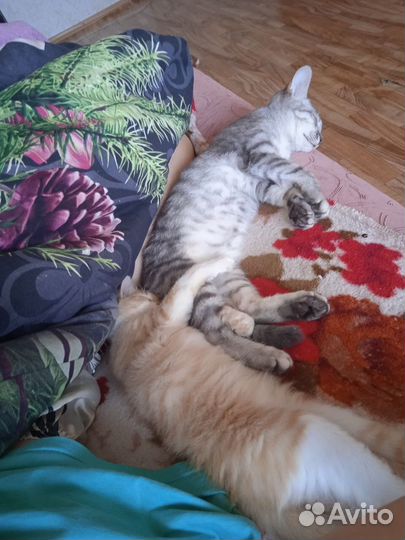 Кошка в добрые руки
