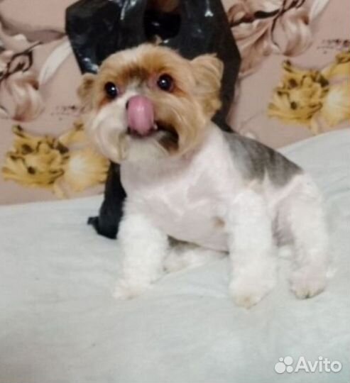 Йоркширский терьер