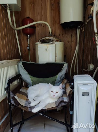 Белоснежный кот ищет дом