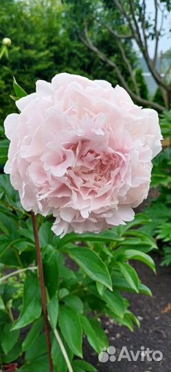 Пион Клехм Пинк Анноун (Klehm's Pink Unknown)бронь