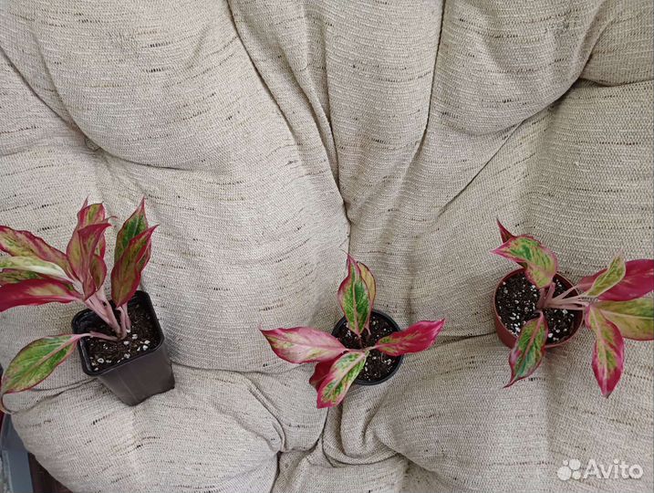 Аглаонемы Фридман, Мария, Квин, Сильвер Бэй