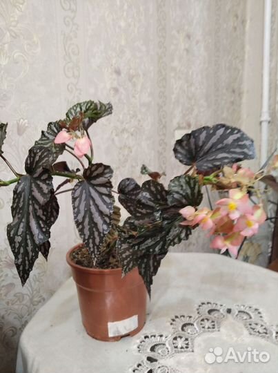 Бегонии сортовые