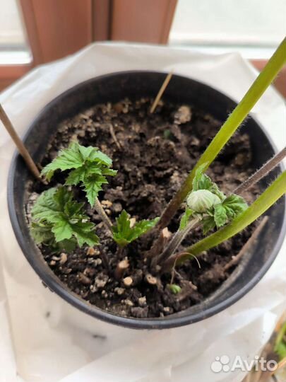 Анемона Японская