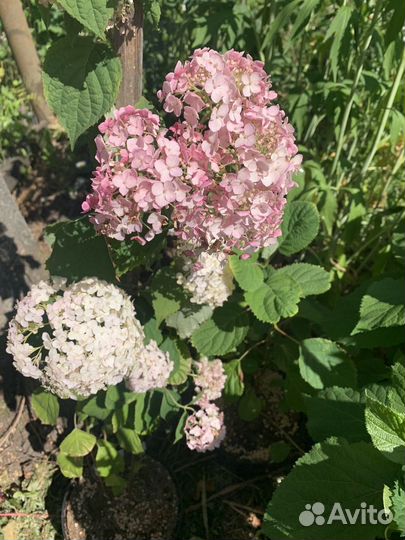 Гортензия древовидная Candybelle Bubblegum