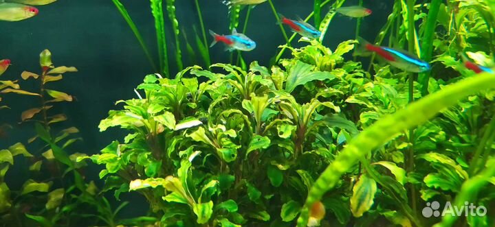 Буцефаландры