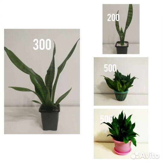 Сансевиерия