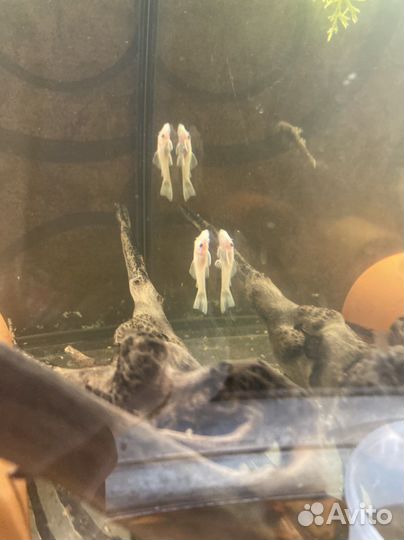 Сом номерной, креветки кольцерукие, гуппи эндлера