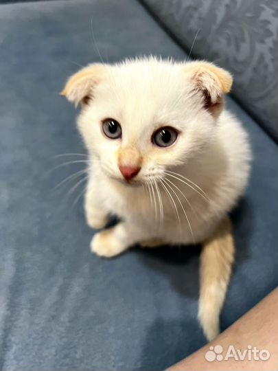 Вислоухий котенок