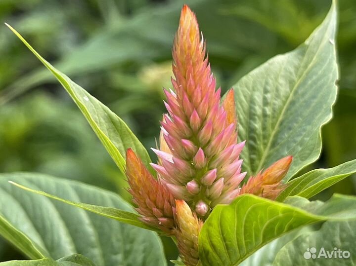 Целозия колосковая семена