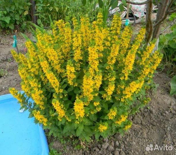 Многолетние цветы отростки