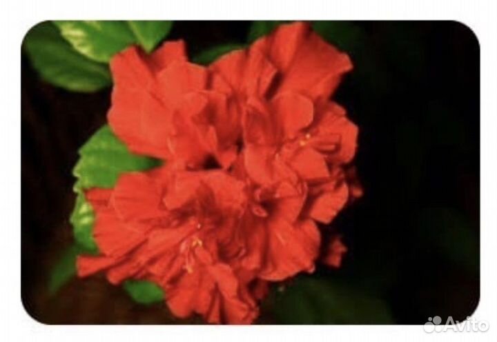 Гибискус китайская роза