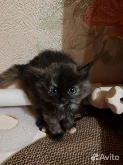 Котята в добрые руки 1 месяц орехово-зуево