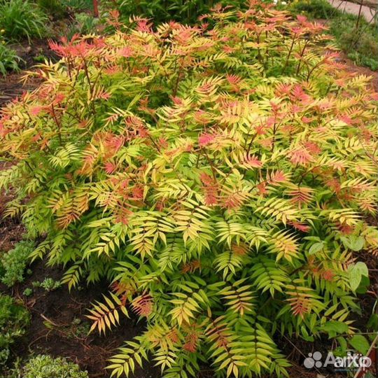 Рябинник рябинолистный 