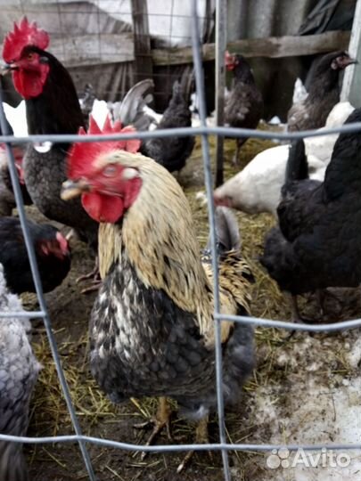 Инкубационное яйцо Даминантов несушек