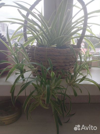 Хлорофитум