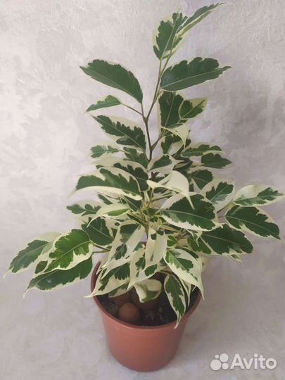 Фикус Бенджамина Твилайт толстянка красула