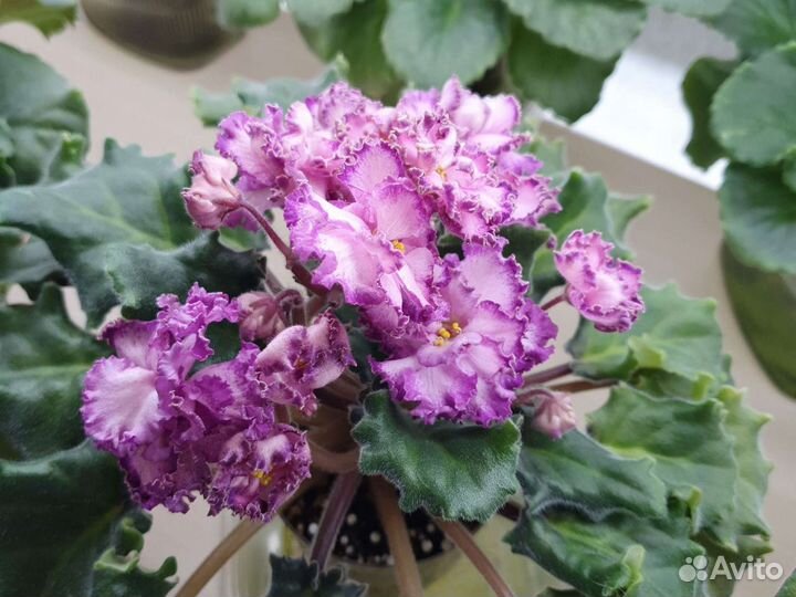 Фиалки сортовые