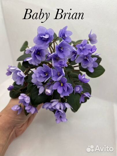 Сортовые фиалки миниатюрые сорта