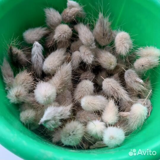 Семена лагуруса