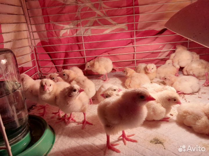 Цыплята бройлеры кобб 500