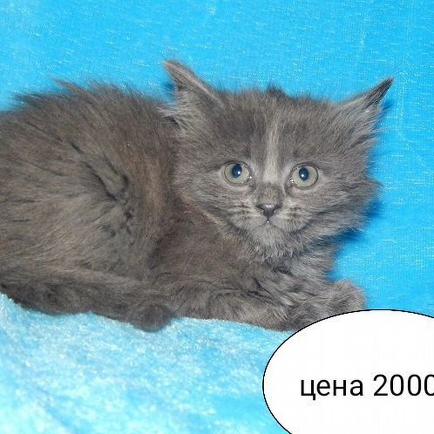 Котёнок от кошки мейнкун