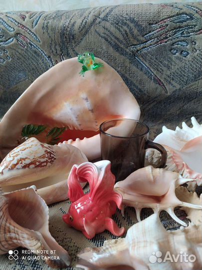 Коллекция морских раковин