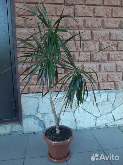 Продам цветы комнатные