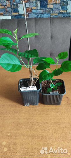 Бугенвиллея