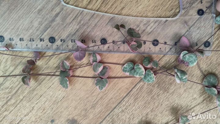 Церопегия вуда вариегатная