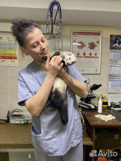 Ветеринарный врач на дом