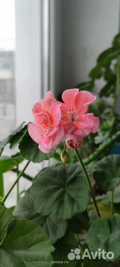 Пеларгония герань