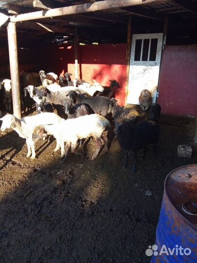 Овцы барашки