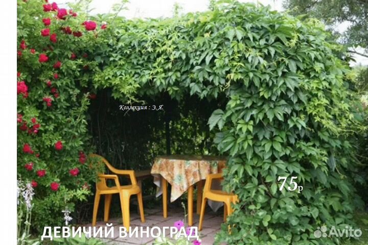 Кустарники Гортензии Малина Розы Доставка Почтой