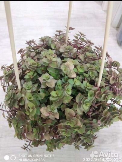 Домашние цветы