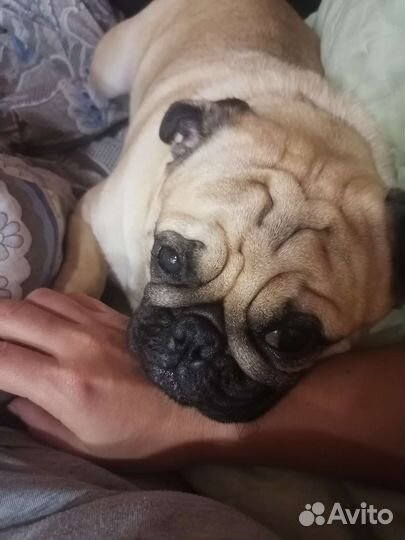 Мопс вязка мальчик