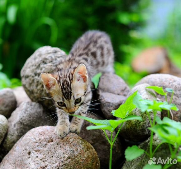 Бенгальский котенок