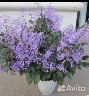 Красивоцветущие комнатные растения